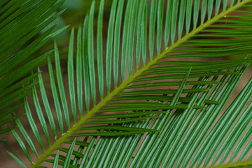 Palm leaf closeup. Different green tropical plants, such as palm trees in a botanical garden or arboretum. 
