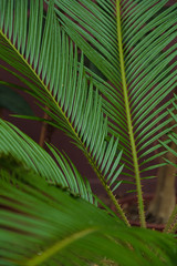 Palm leaf closeup. Different green tropical plants, such as palm trees in a botanical garden or arboretum. 