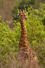 Giraffe, Giraffa Kruger National Park, South Africa