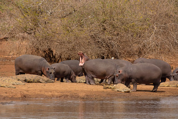 Hippopotamus Hippopotamus amphibius, Kruger National Park, South Africa