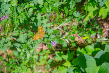 Orange butterfly in grass, close up, macro