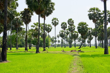 Palm trees and green rice fields with a blue sky background, palm trees or palm trees
