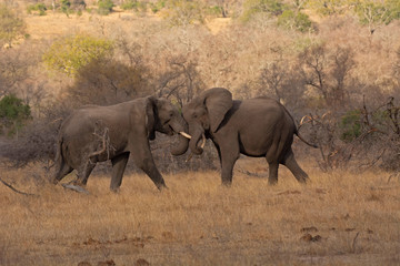 African elephant, Loxodonta africana, Kruger National Park, South Africa