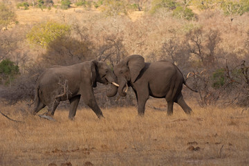 Fototapeta premium African elephant, Loxodonta africana, Kruger National Park, South Africa