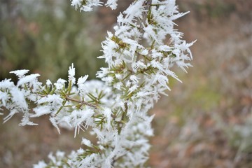 Frozen herb with ice spikes