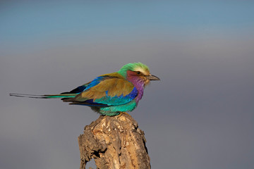 Lilac-breasted roller, Coracias caudatus  Kruger National Park, South Africa