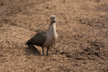 Hadada ibis,  Bostrychia hagedash,, Kruger National Park, South Africa