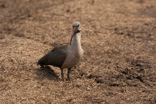 Hadada ibis,  Bostrychia hagedash,, Kruger National Park, South Africa