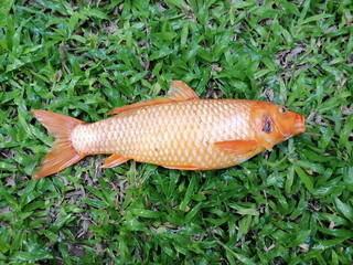 Dead orange carp on the green grass preparing to bury the ground.