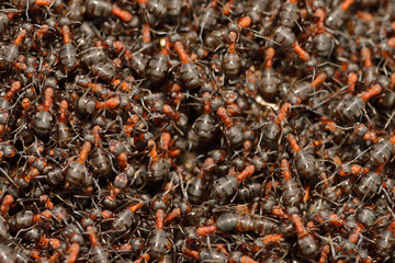 Eine Kolonie Rote Waldameisen im Frühjahr