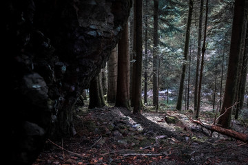 Schattenspiel ab Abhang mit Bäumen