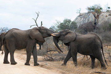 Fototapeta premium African elephant, Loxodonta africana Kruger National Park, South Africa