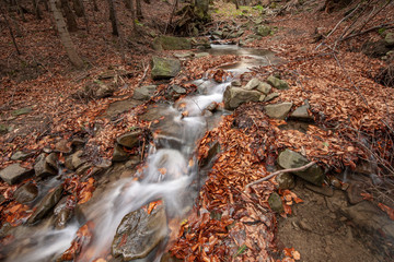 A wild mountains stream flowing down the hill among rocks and red fallen leaves in the autumn