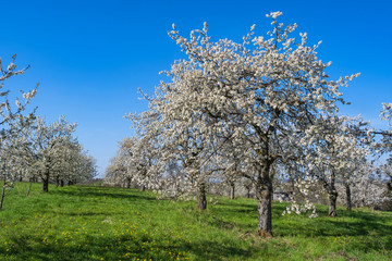 Fototapeta na wymiar Kirschblüte in der Fränkischen Schweiz/Deutschland