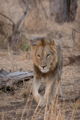 Lion male, Panthera Leo,  Kruger National Park, South Africa