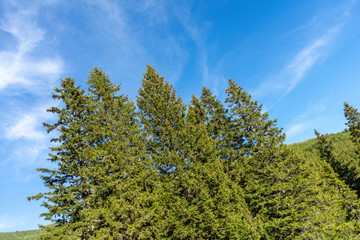 Beautiful evergreen pine trees,  under clear sky