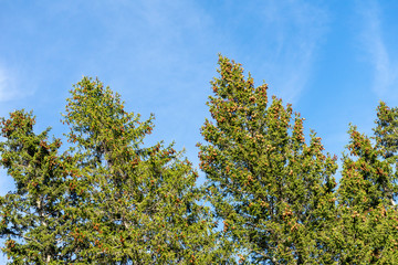 Beautiful evergreen pine trees,  under clear sky