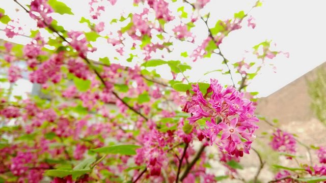 close-up of a flower of a ribes sanguineum moving slowely in the wind during springtime