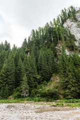 Beautiful evergreen pine trees,  under clear sky