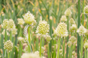 Close-up shot of a blooming onion or onion in a summer garden. Blurred background.