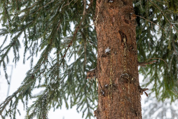 Beautiful evergreen pine trees,  under clear sky