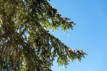 Beautiful evergreen pine trees,  under clear sky