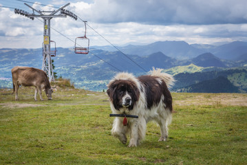Sheep dog next to cable car station near Borsa town Cascada in Rodna Mountains in Romania
