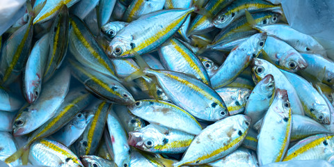 Yellow tail scad, Decapterus maruadsi fish caught fresh after the trade in fish markets. This fish species live in the waters of the central and south east of Vietnam