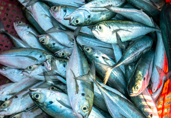 Obraz premium Mackerel in basket after catching trade in seafood market. This is a fish with many nutrients good for human health