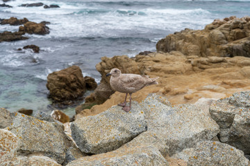 rocks in the sea