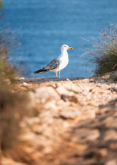 A seagull through the bushes