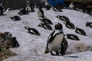 Fototapeta premium penguins africa