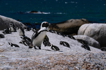 penguins africa