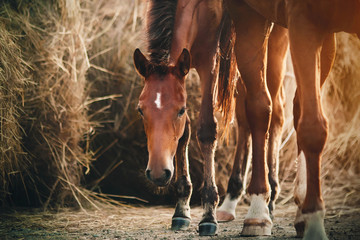 A sweet, timid Bay colt stands at its mother's feet in the sunlight and near a large haystack. - obrazy, fototapety, plakaty
