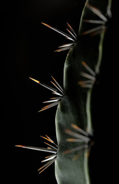 Green Cactus On Black Background. Macro.