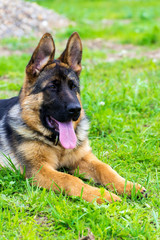 German shepherd puppy in the grass