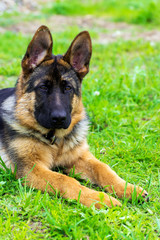German shepherd puppy in the grass