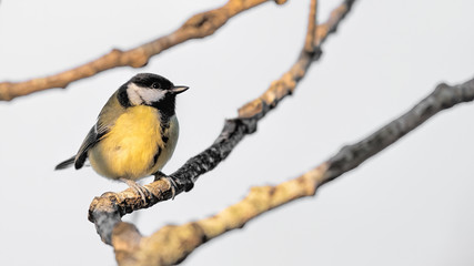 Coat tit perched on a branch in a tree with catchlight in his eye