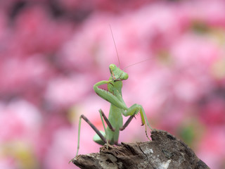 Macro of Praying mantis.Closeup.Pink background.