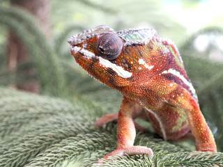 Closeup of chameleon panther on tree.