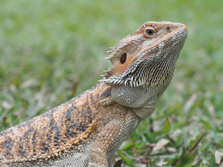 Bearded Dragon in the garden.