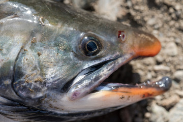 Close-up view of snout wild salmonid fish Salvelinus often called charr or char with pink spots over darker body. Summer fishing with spinning and fishing rod.