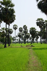 rice fields with palm trees.