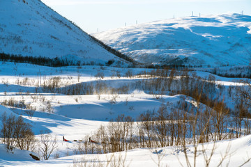 Kvaloya, Troms og Finnmark / Norway: Dog sledding in a sunny day