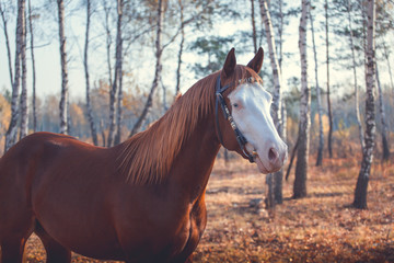 Portrait of red horse with blue eyes and white line on the face