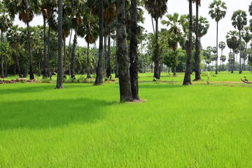 Palm trees and green rice fields with a blue sky background, palm trees or palm trees