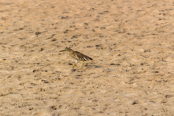 Indian pond heron or may be a juvenile striated heron