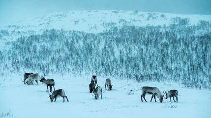 A herd of reindeer grazing at dusk in a snowy scenery © Manel Vinuesa