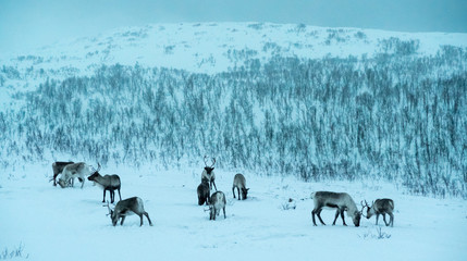 A herd of reindeer grazing at dusk in a snowy scenery