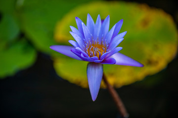 Obraz premium Flowers and Plants